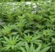 UK patients set to have faster access to cannabis-based medicines following import law changes
