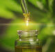 Challenging perceptions: the rise of CBD