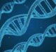 Solid Biosciences gets FDA ODD for Duchenne gene therapy candidate SGT-003